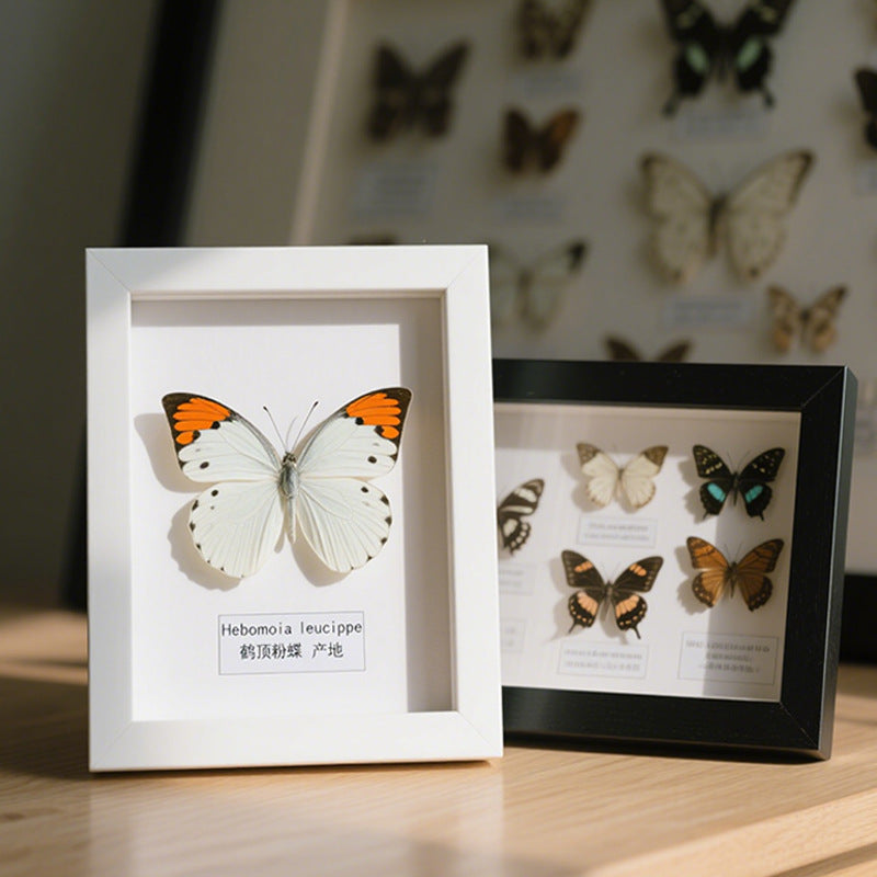 Butterfly Display Frame