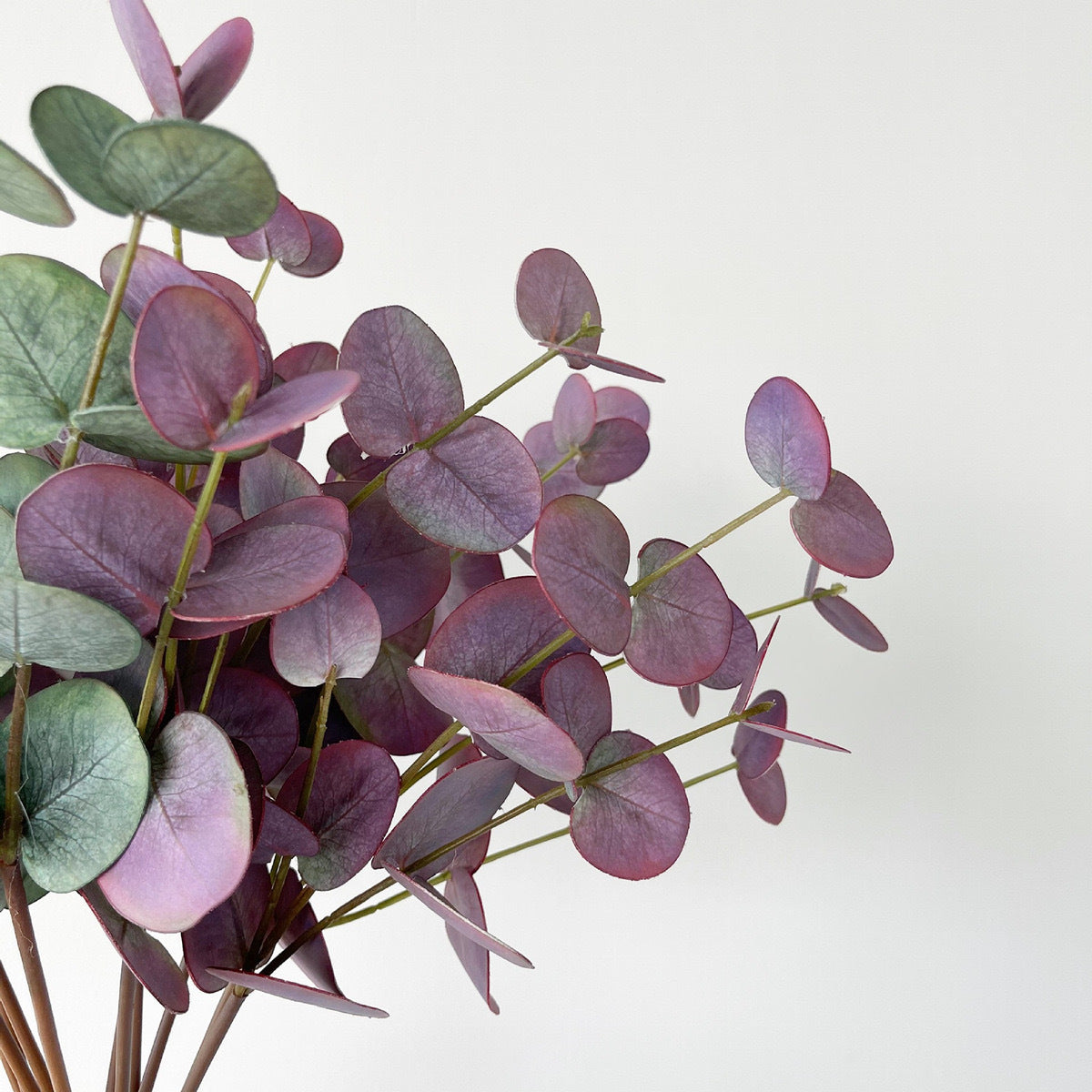 Naturalistic Eucalyptus Stem