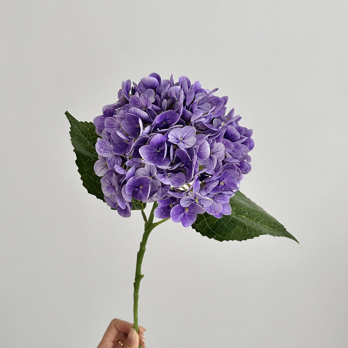 Realistic Hydrangea Stem