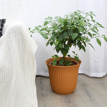 Textured Plastic Plant Pot Homeandso