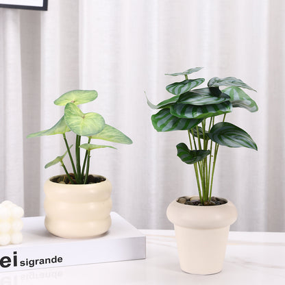 Decorative Potted Plant Arrangement Homeandso