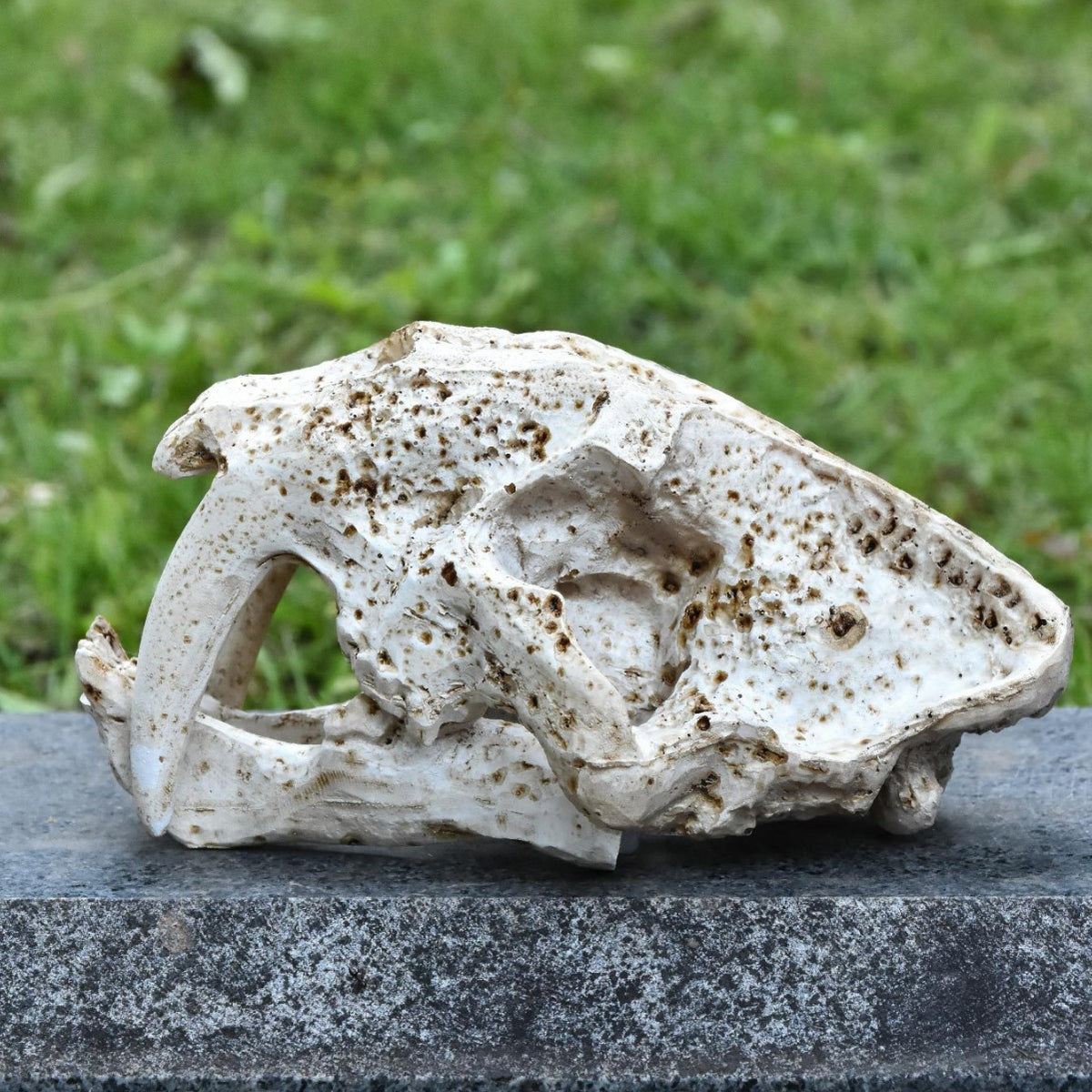 Decorative Animal Skull Figurine Homeandso