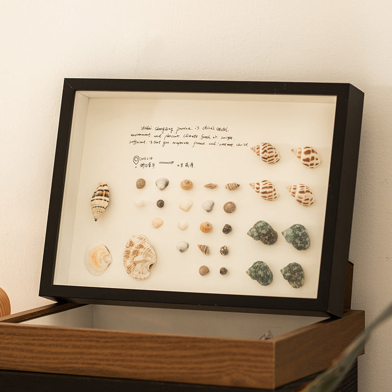 Shell Display Shadow Box
