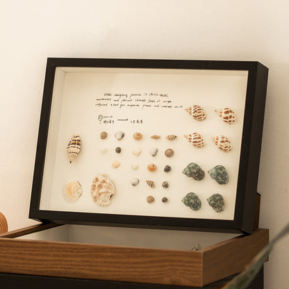 Shell Display Shadow Box