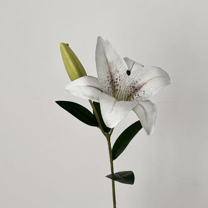 Decorative Orchid