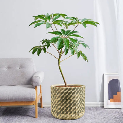 Textured Cylindrical Plant Container Homeandso