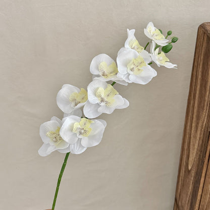 Decorative Orchid