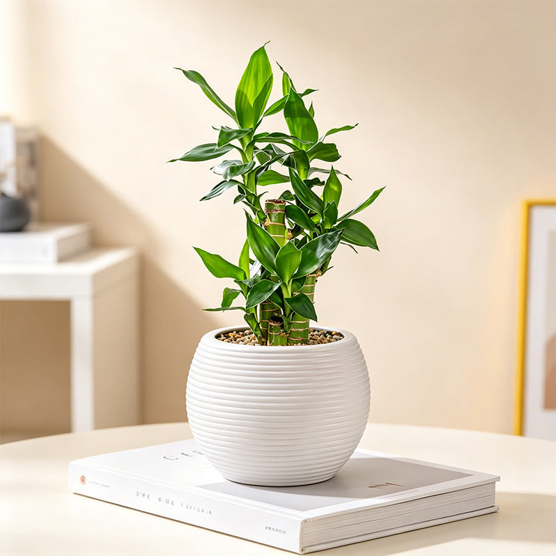 Contemporary Round Plant Pot Homeandso