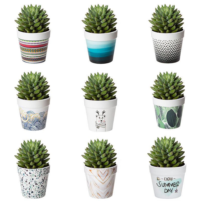 Decorative Succulent Planter Homeandso