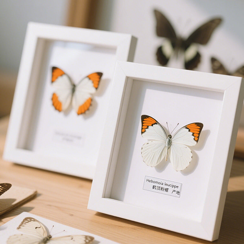 Butterfly Display Frame