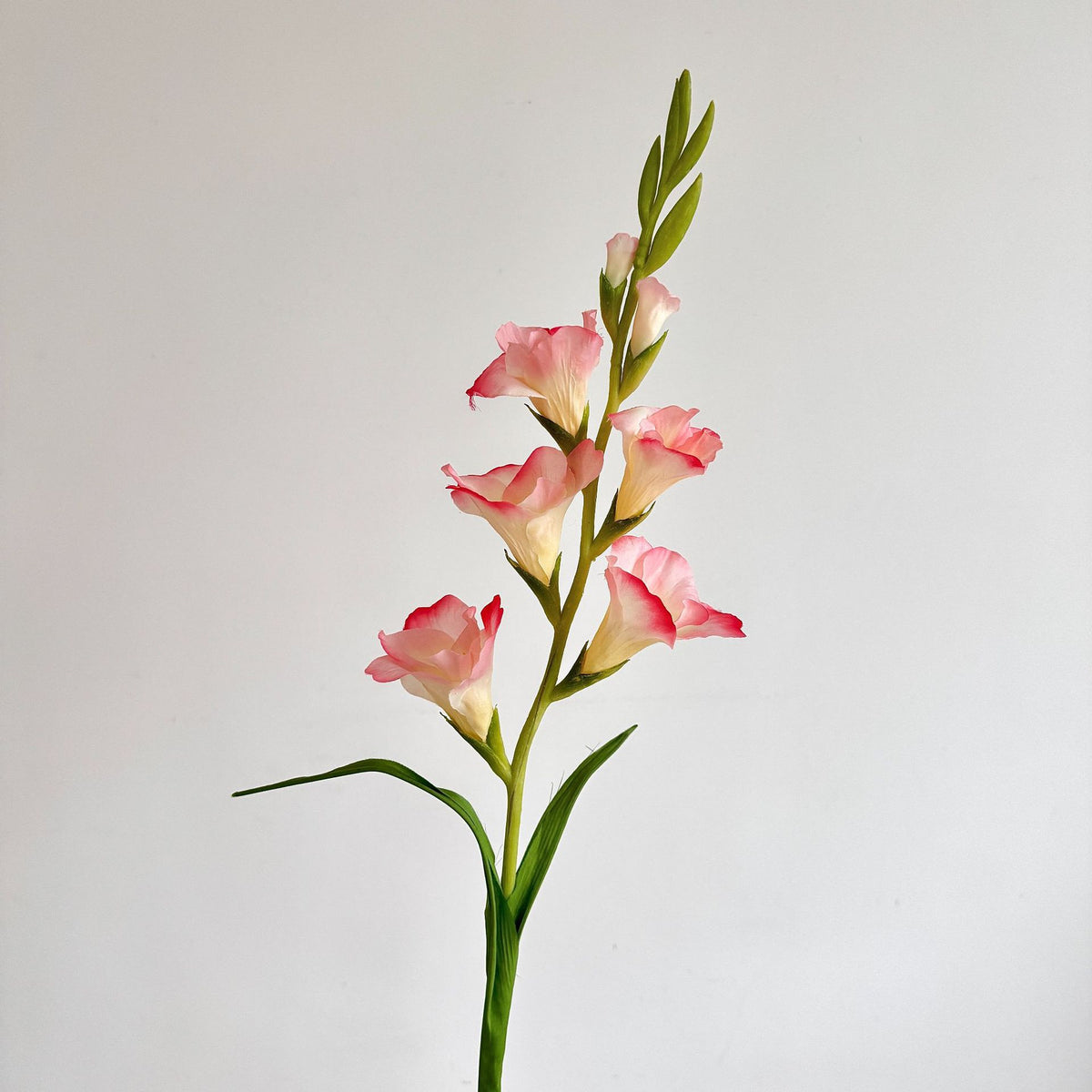 Elegant Gladiolus Floral Stem