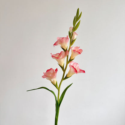 Elegant Gladiolus Floral Stem