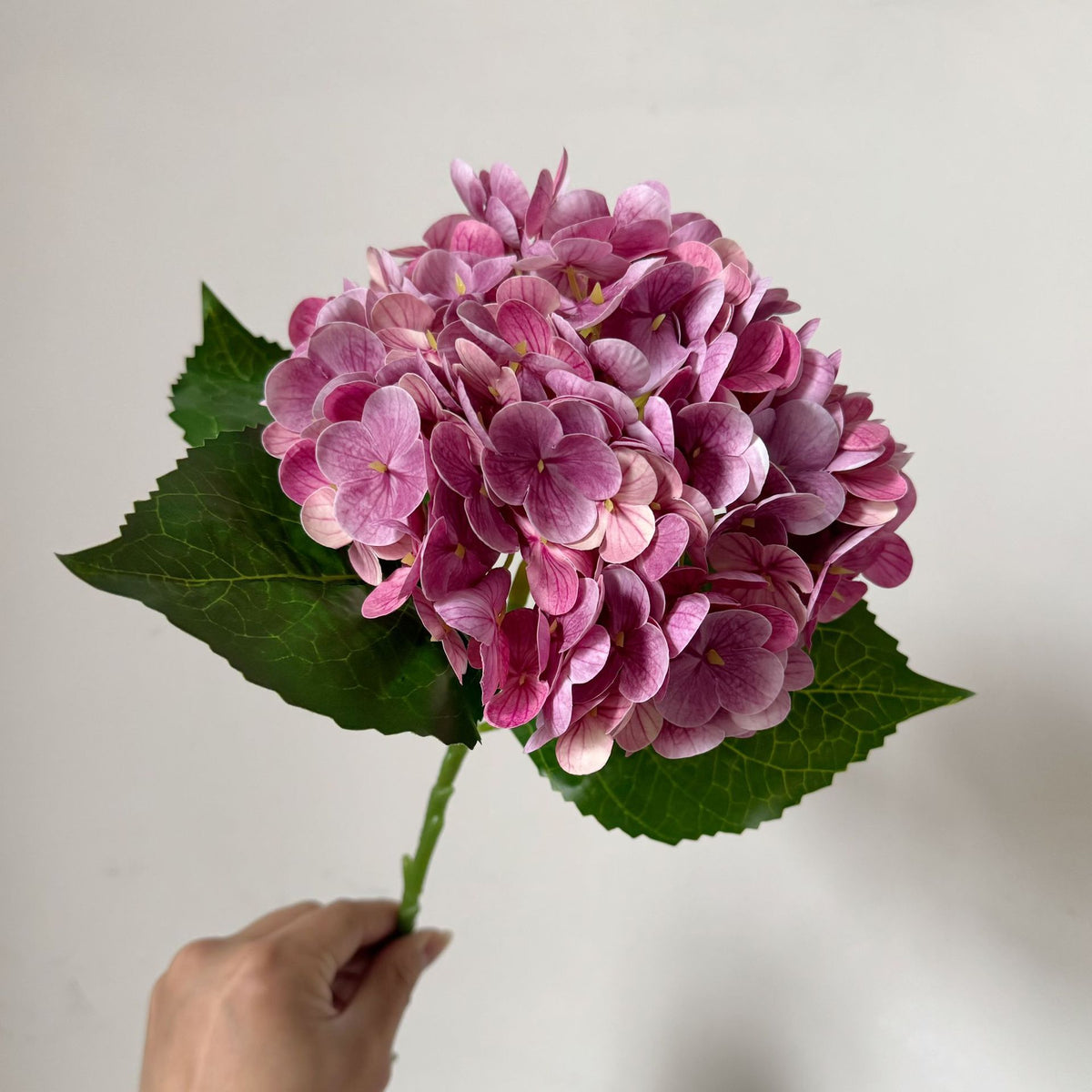 Realistic Hydrangea Stem