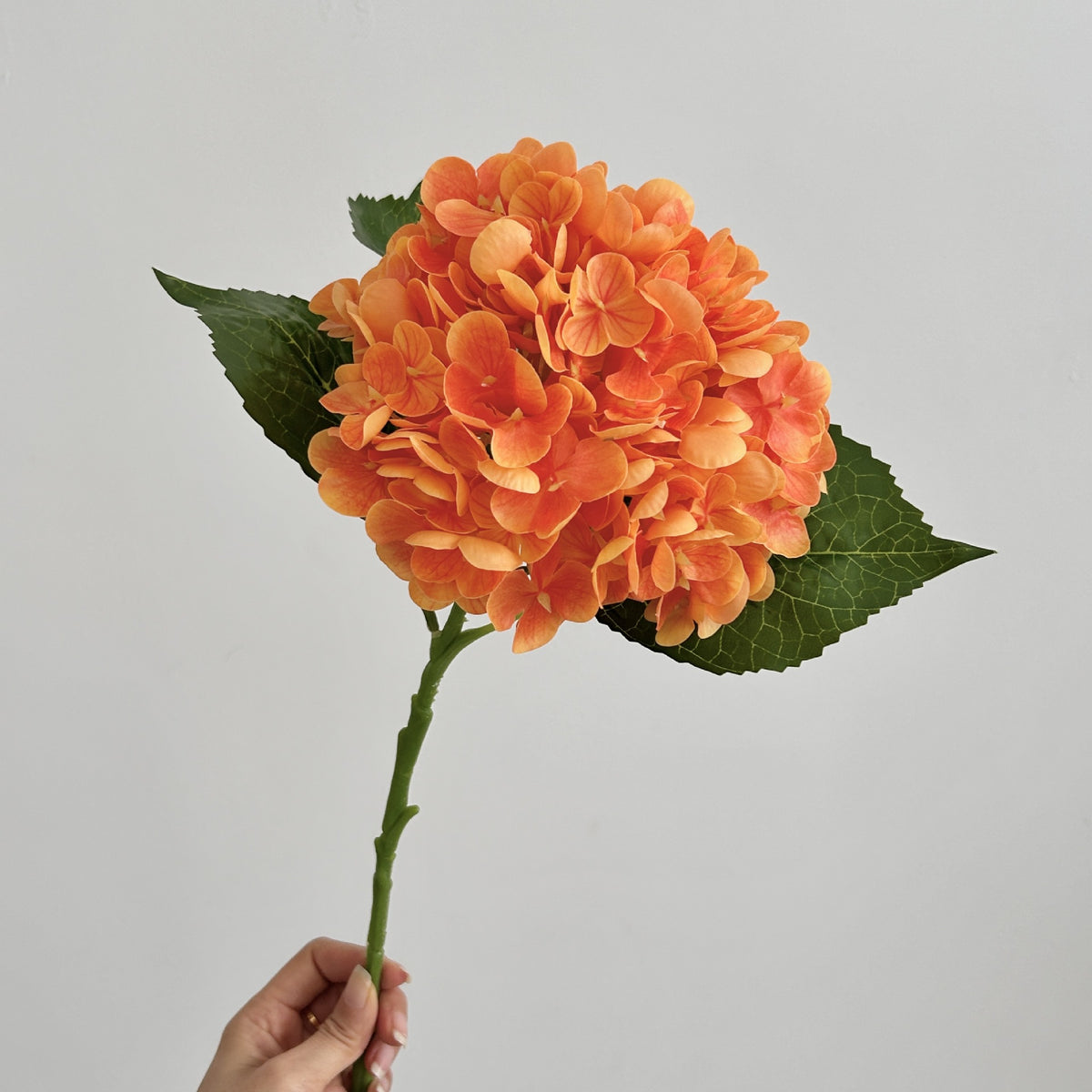 Realistic Hydrangea Stem