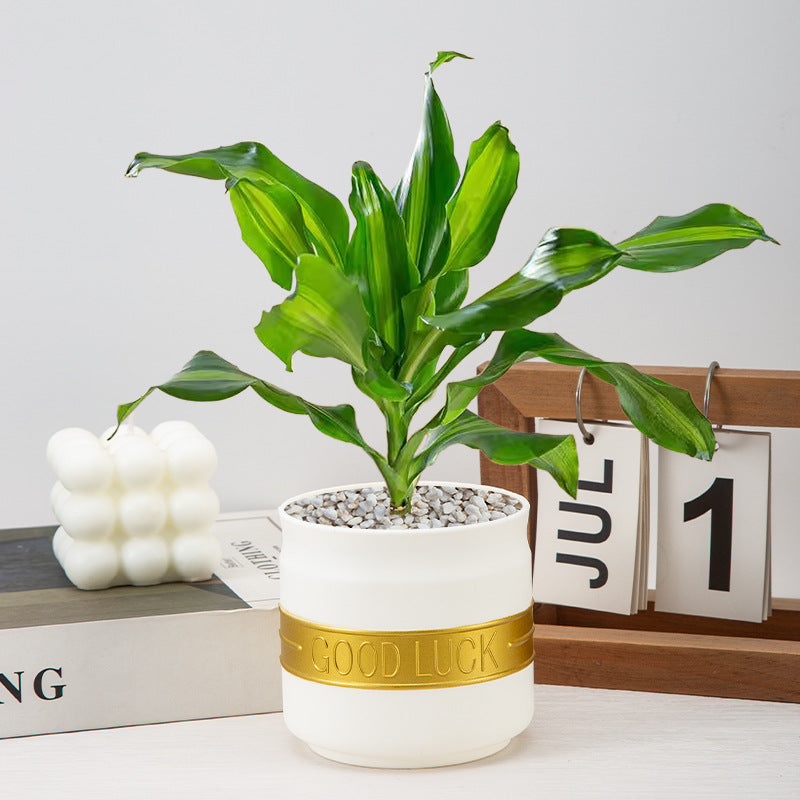 Modern Minimalist Planter Homeandso