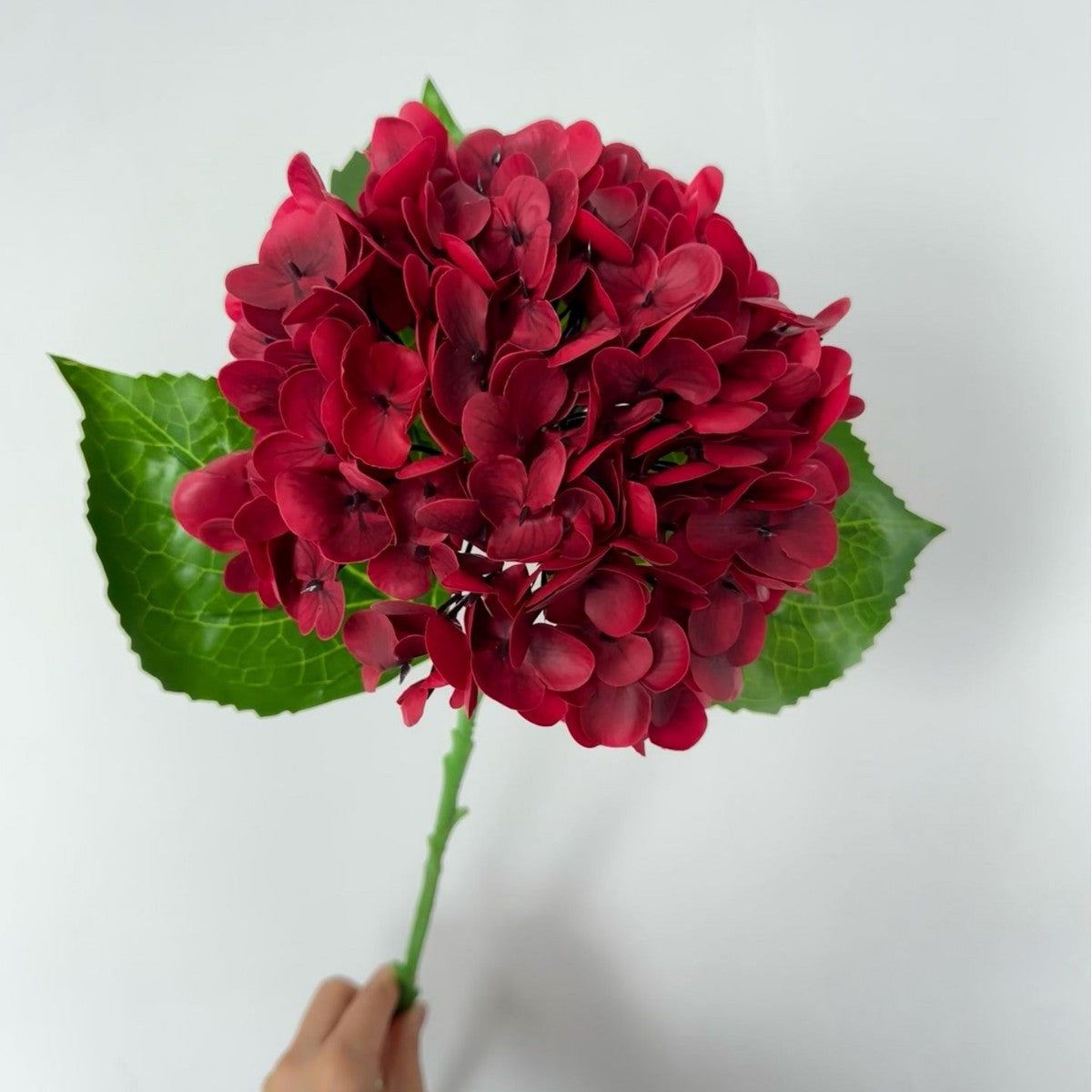 Realistic Hydrangea Stem