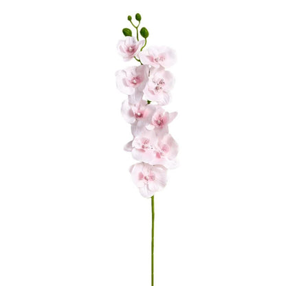 Decorative Orchid