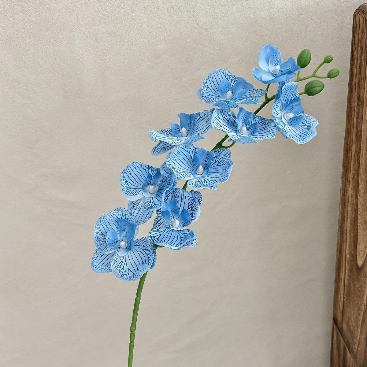 Decorative Orchid