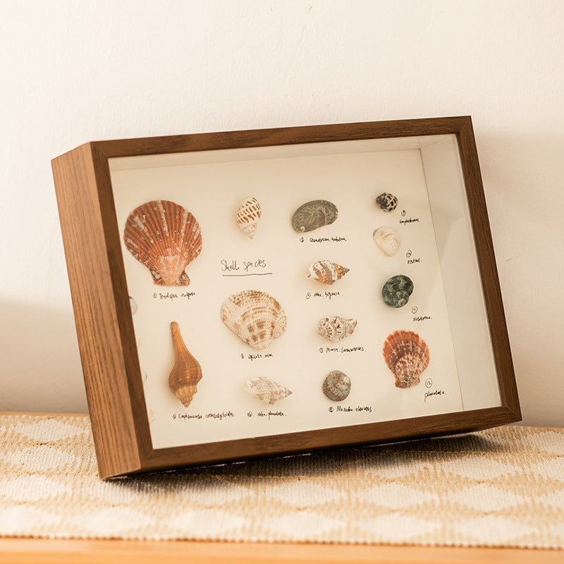 Shell Display Shadow Box