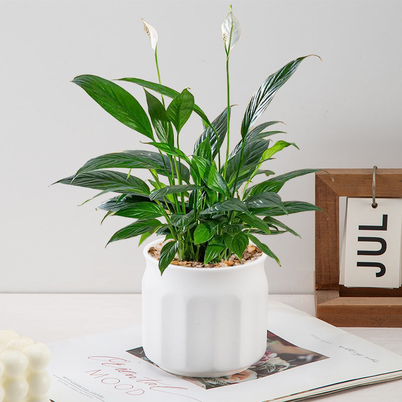 Modern Textured Ceramic Pot Homeandso