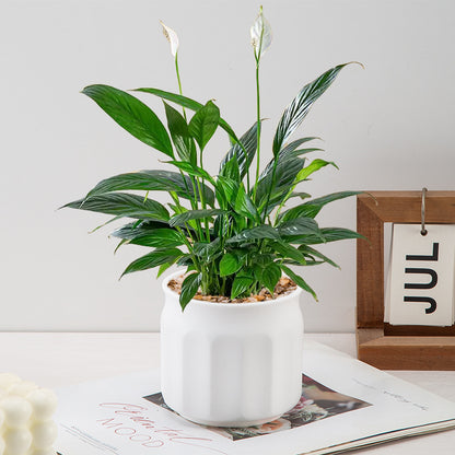 Modern Textured Ceramic Pot Homeandso