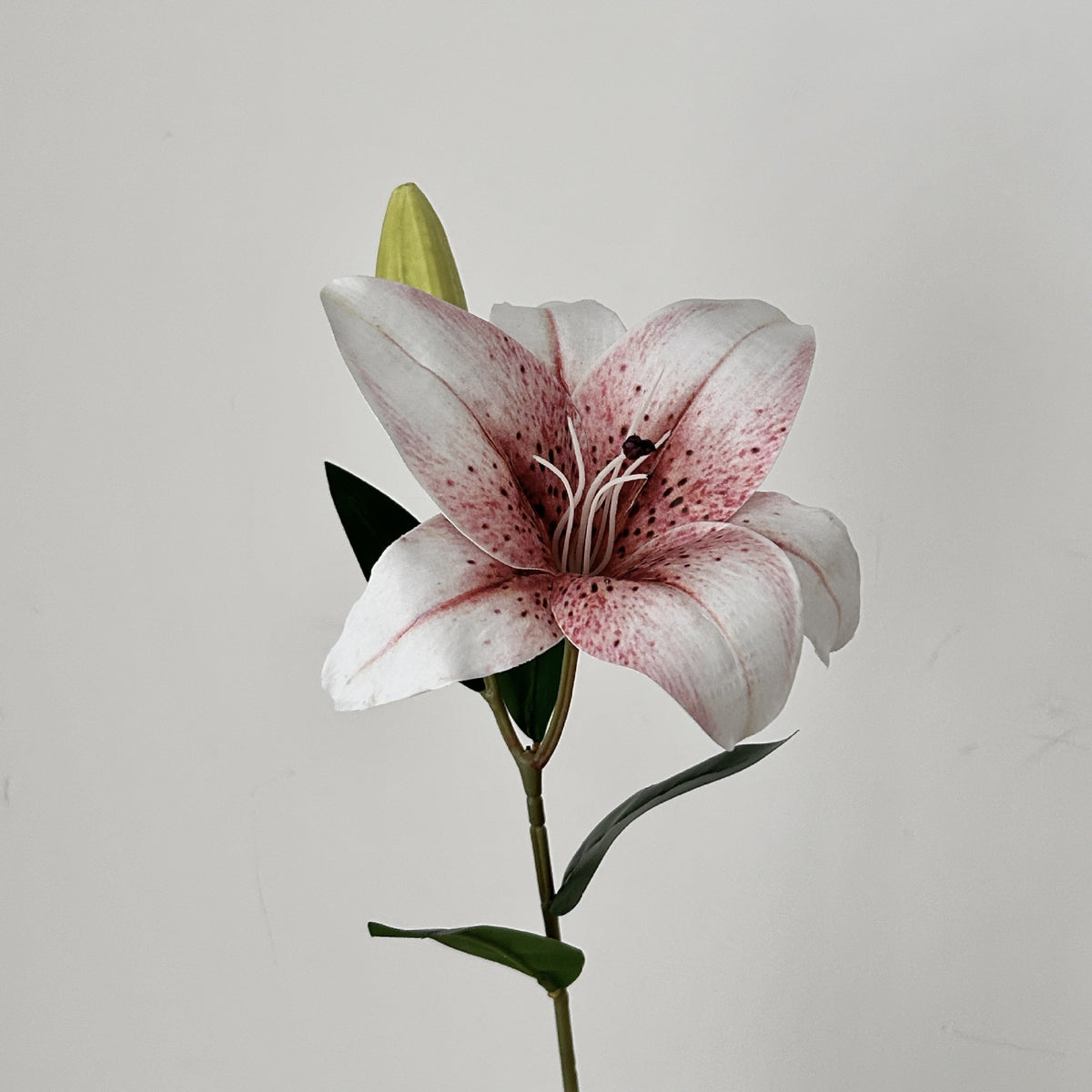 Decorative Orchid