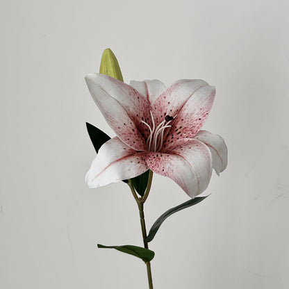 Decorative Orchid