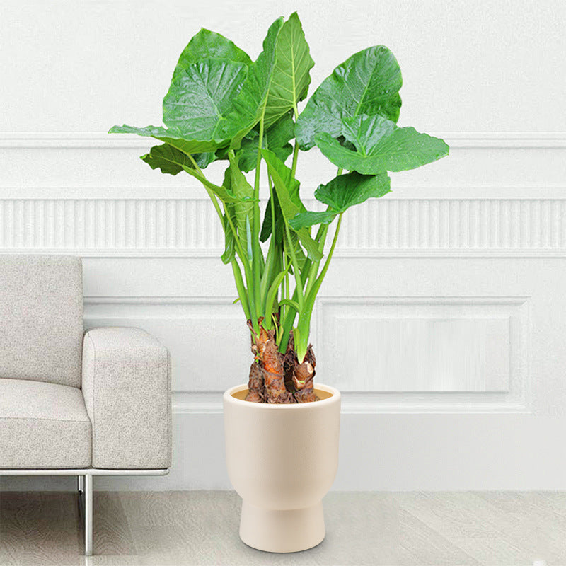 Contemporary Textured Ceramic Planter Homeandso