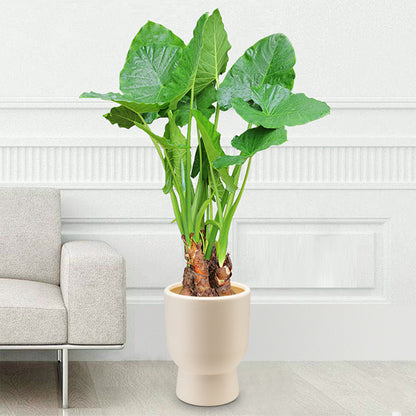 Contemporary Textured Ceramic Planter Homeandso
