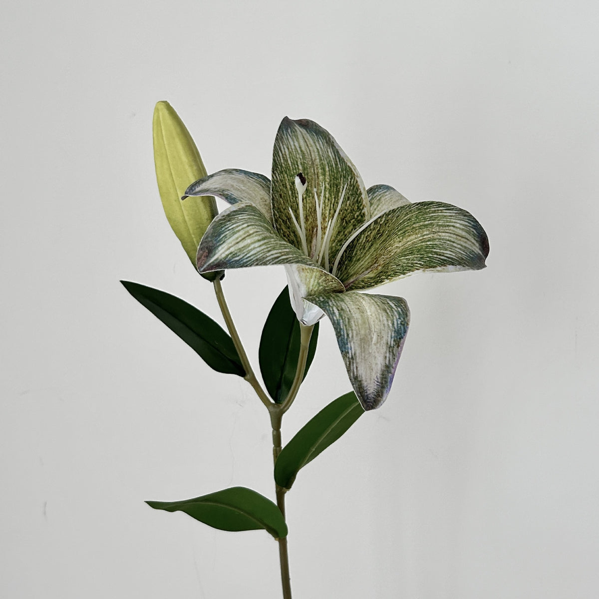 Decorative Orchid