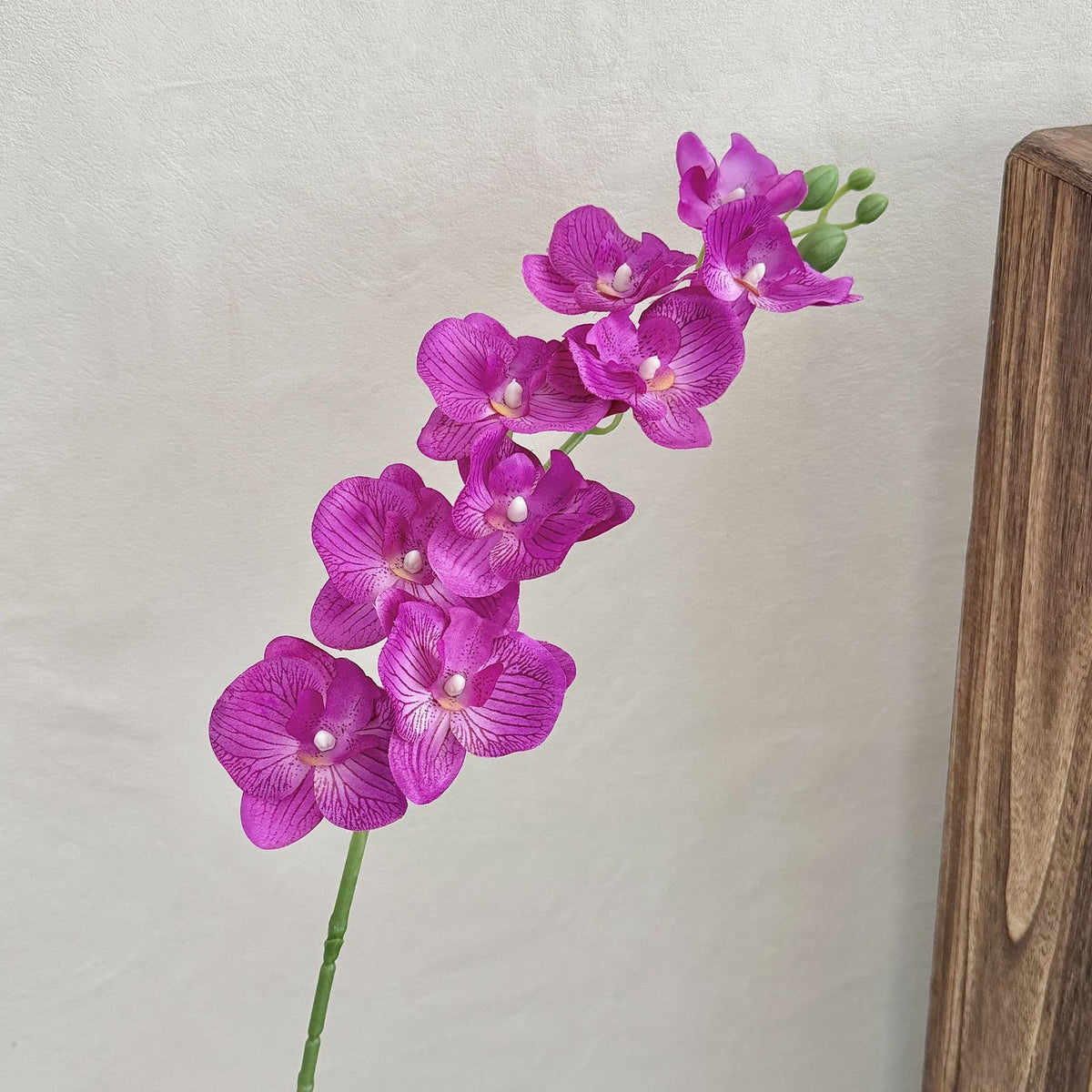 Decorative Orchid