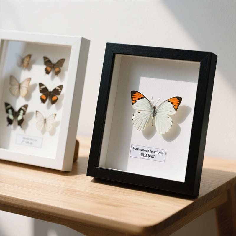 Butterfly Display Frame
