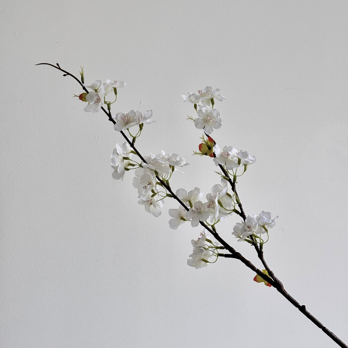 Cherry Blossom Botanical Stem