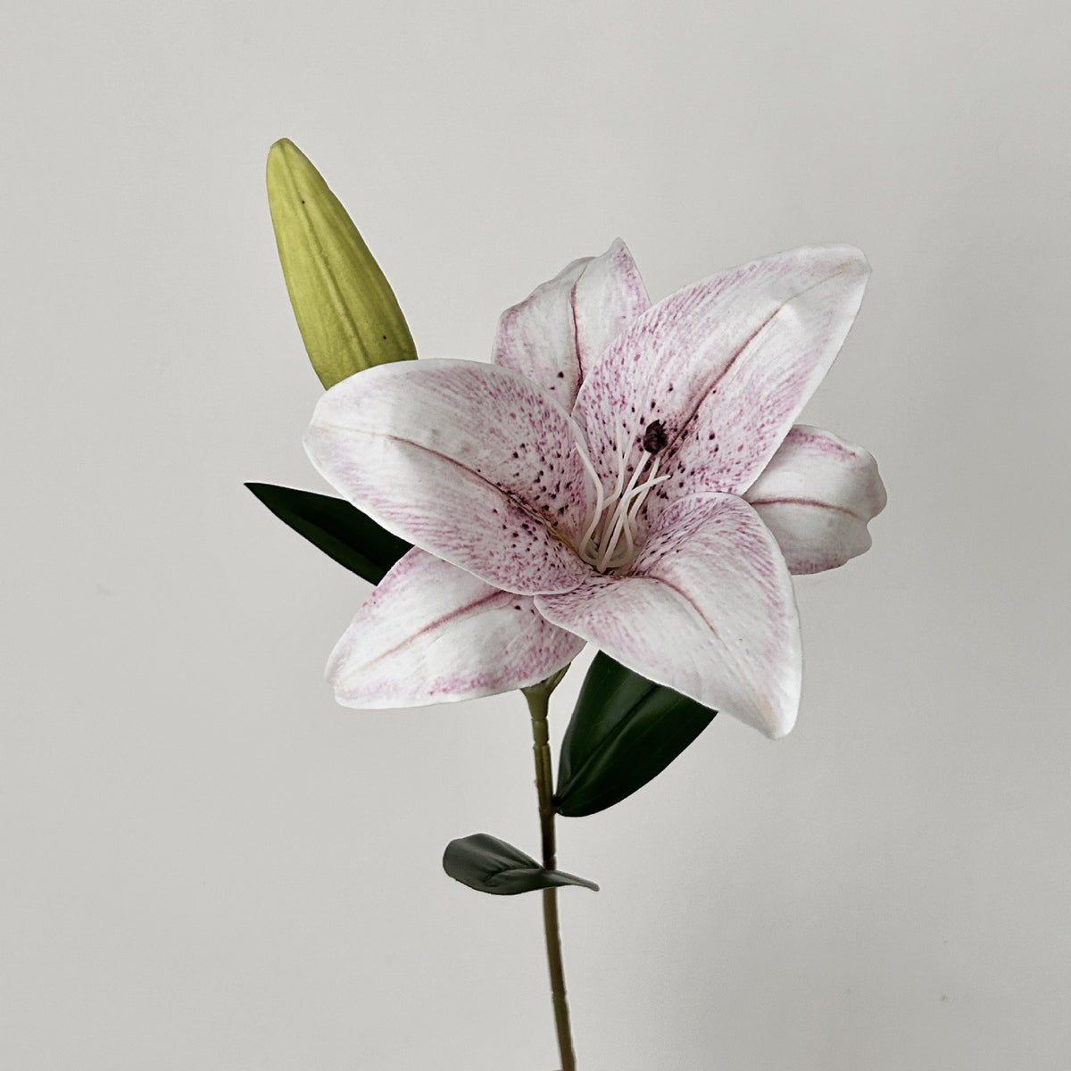 Decorative Orchid