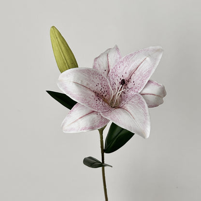 Decorative Orchid
