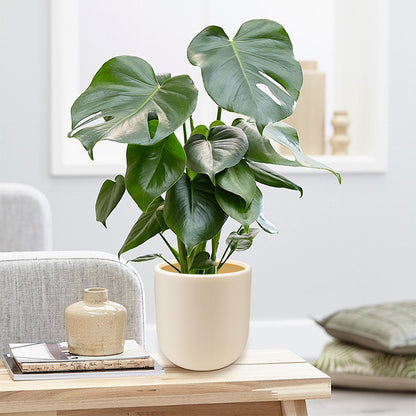 Modern Minimalist Homeandso
