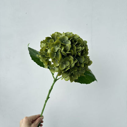 Realistic Hydrangea Stem