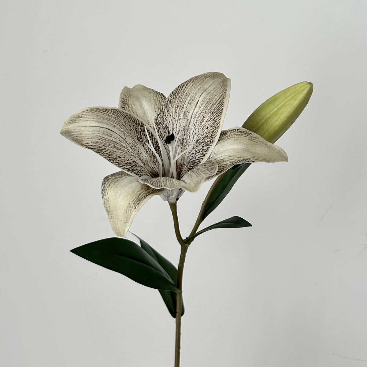 Decorative Orchid