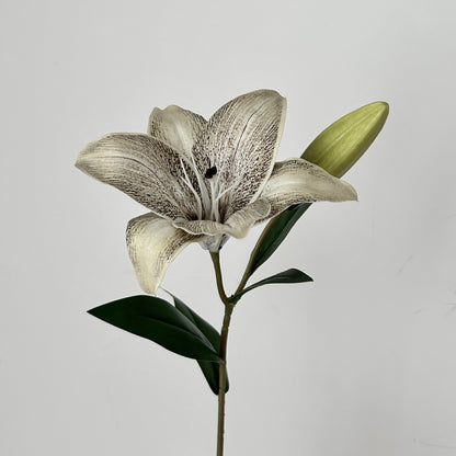 Decorative Orchid