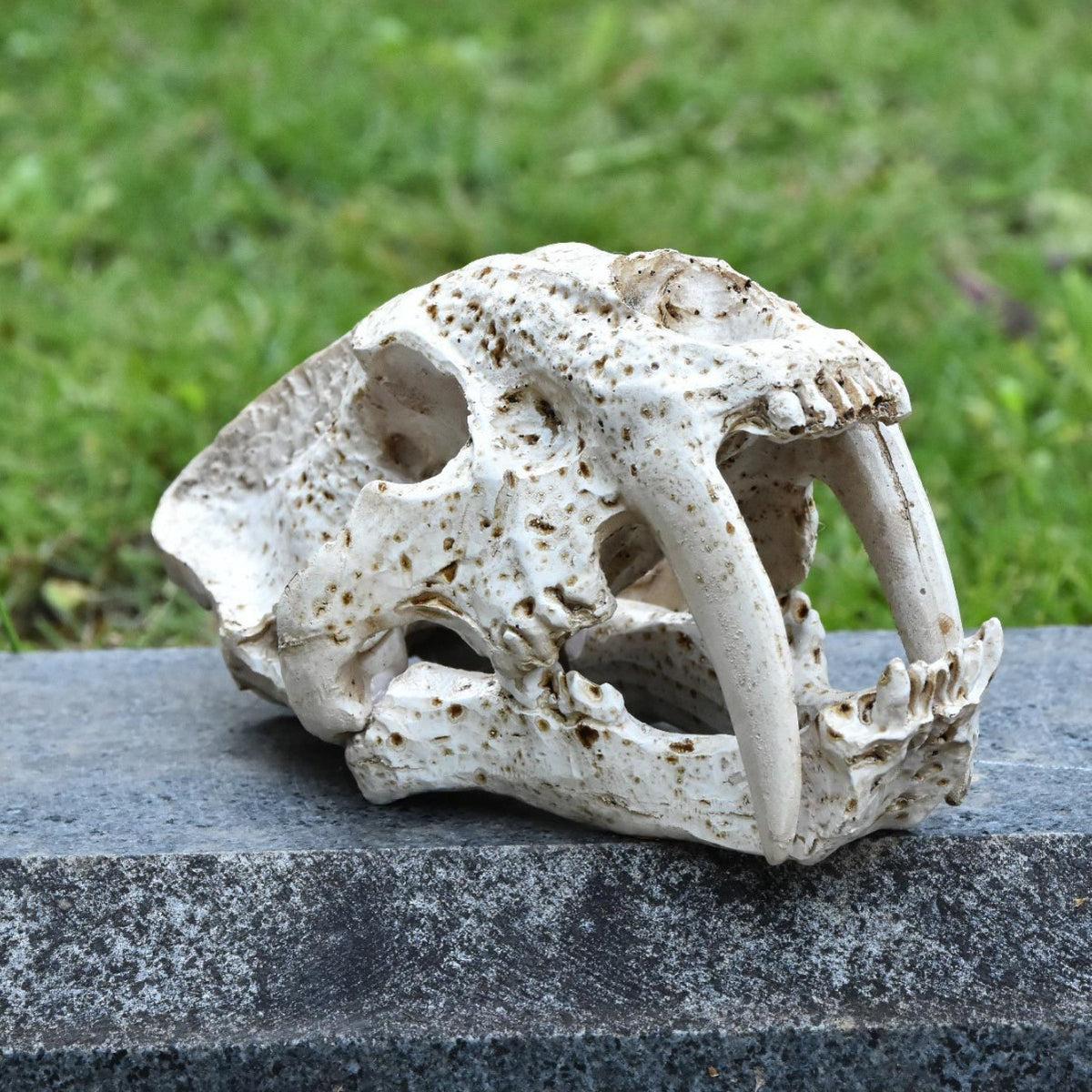 Decorative Animal Skull Figurine Homeandso