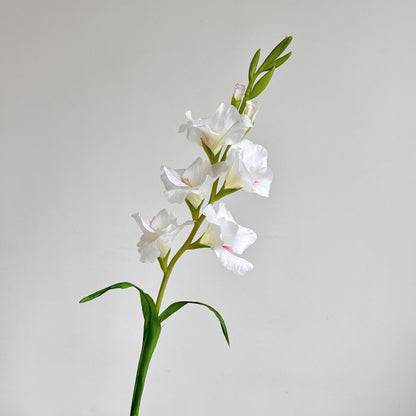 Elegant Gladiolus Floral Stem