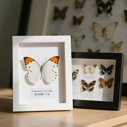 Butterfly Display Frame
