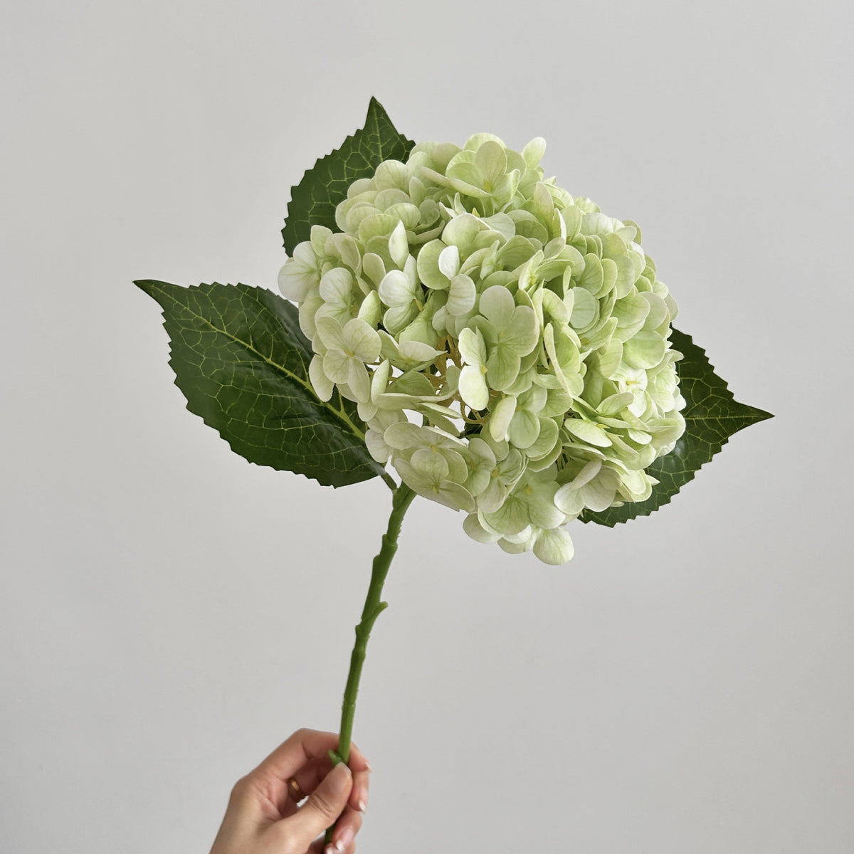 Realistic Hydrangea Stem