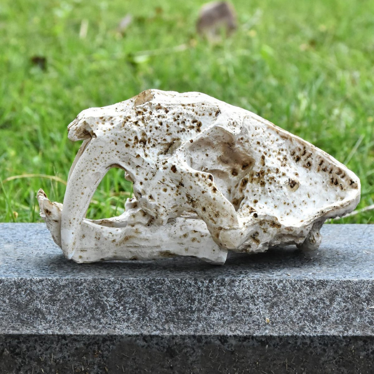 Decorative Animal Skull Figurine Homeandso