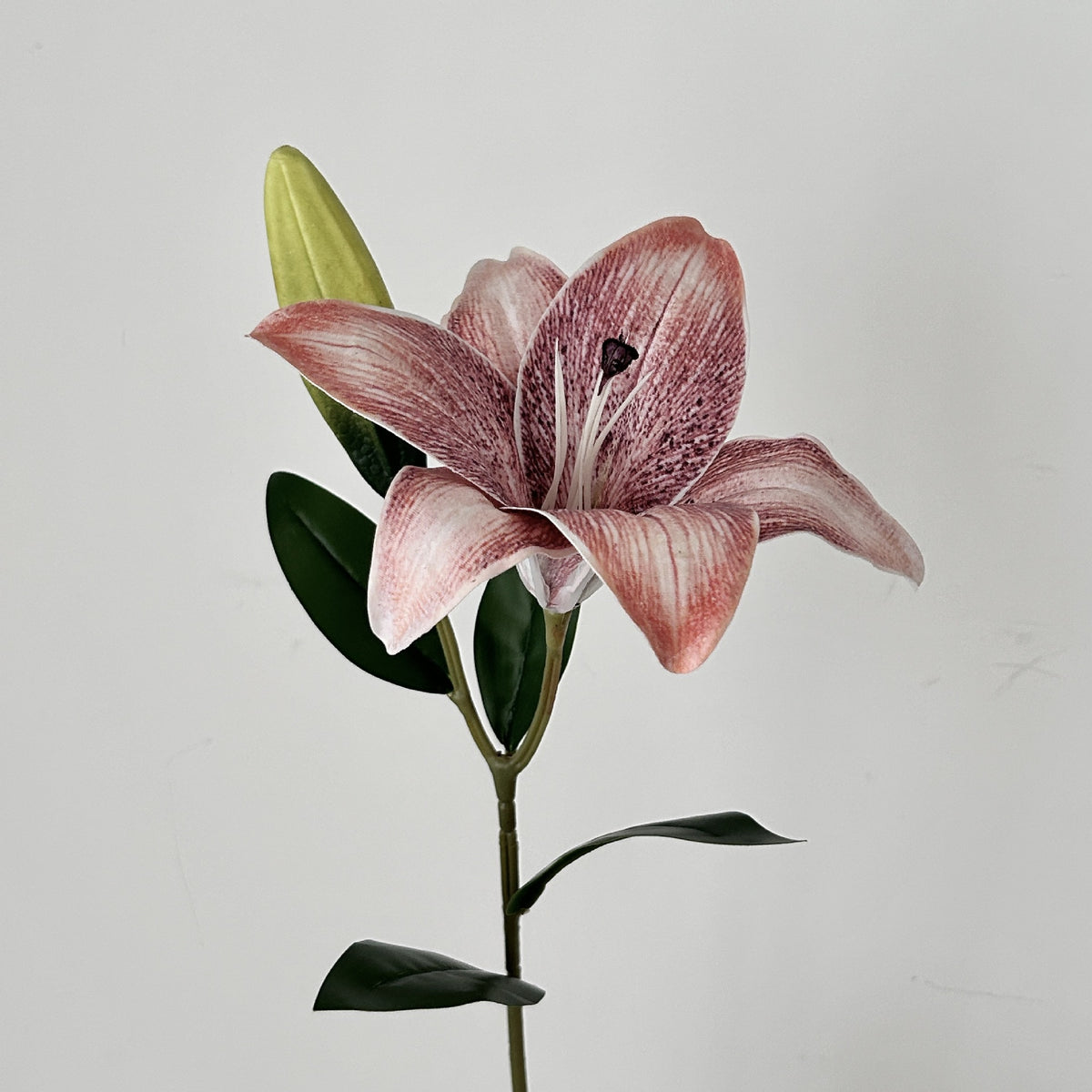Decorative Orchid