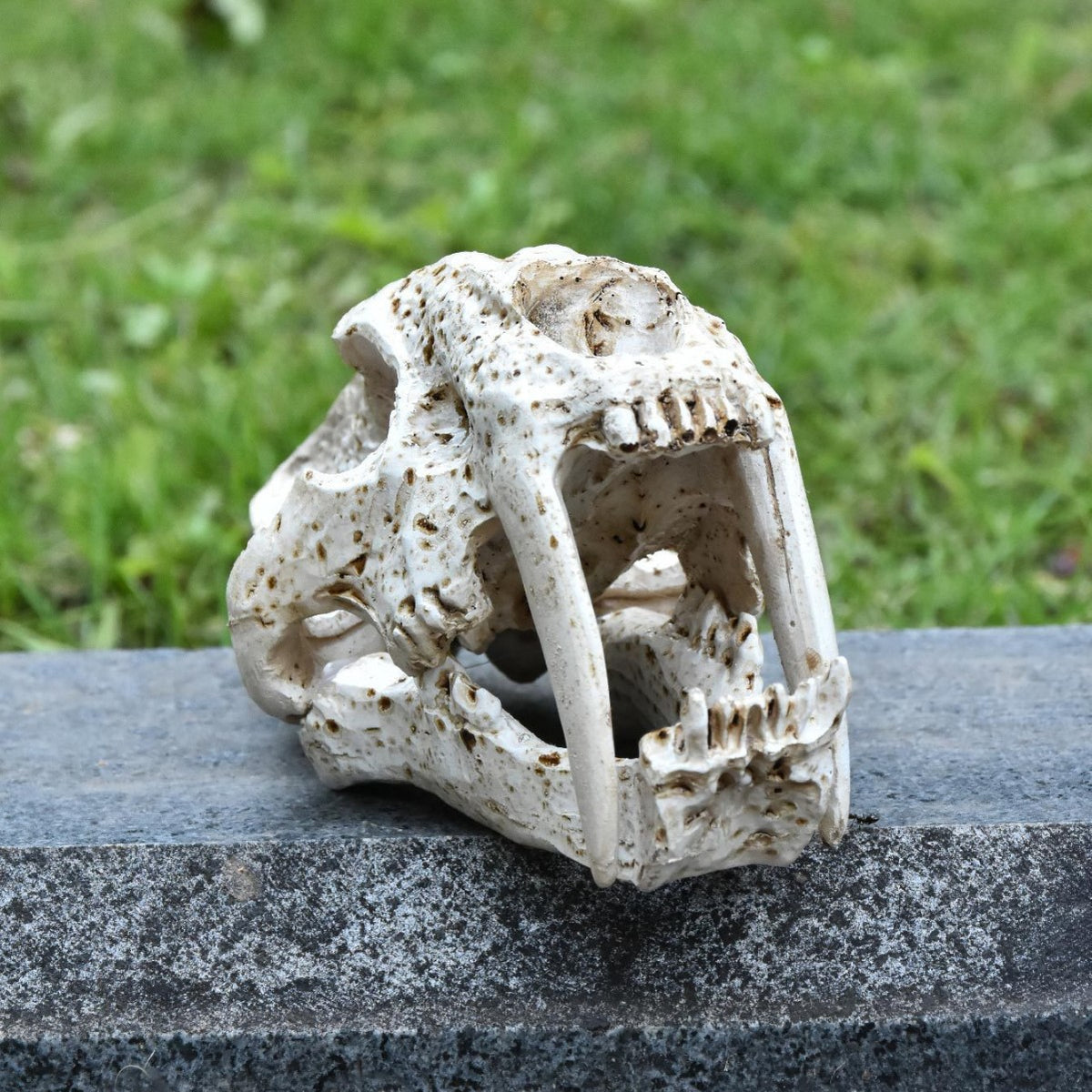 Decorative Animal Skull Figurine Homeandso