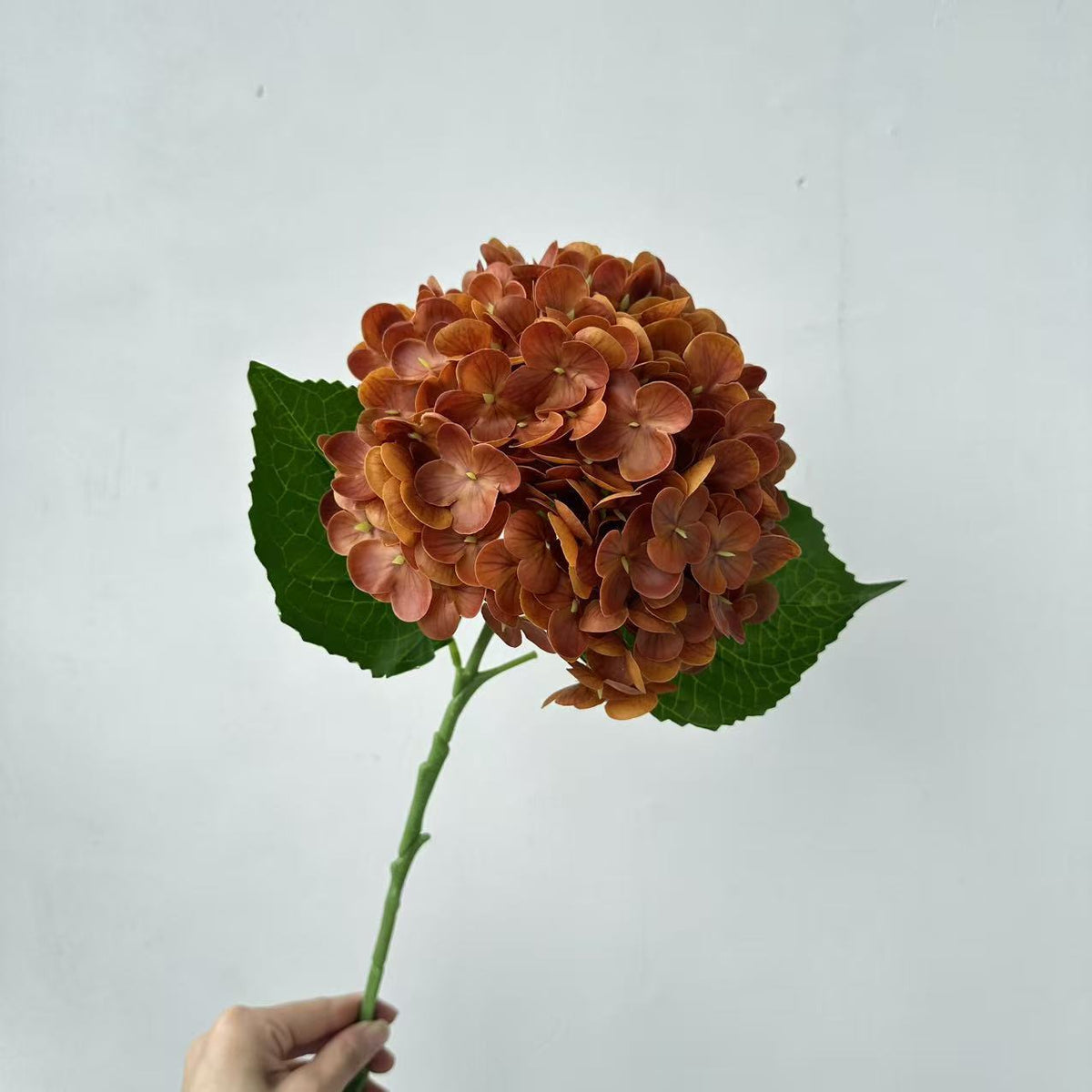 Realistic Hydrangea Stem