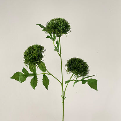 Decorative Plant