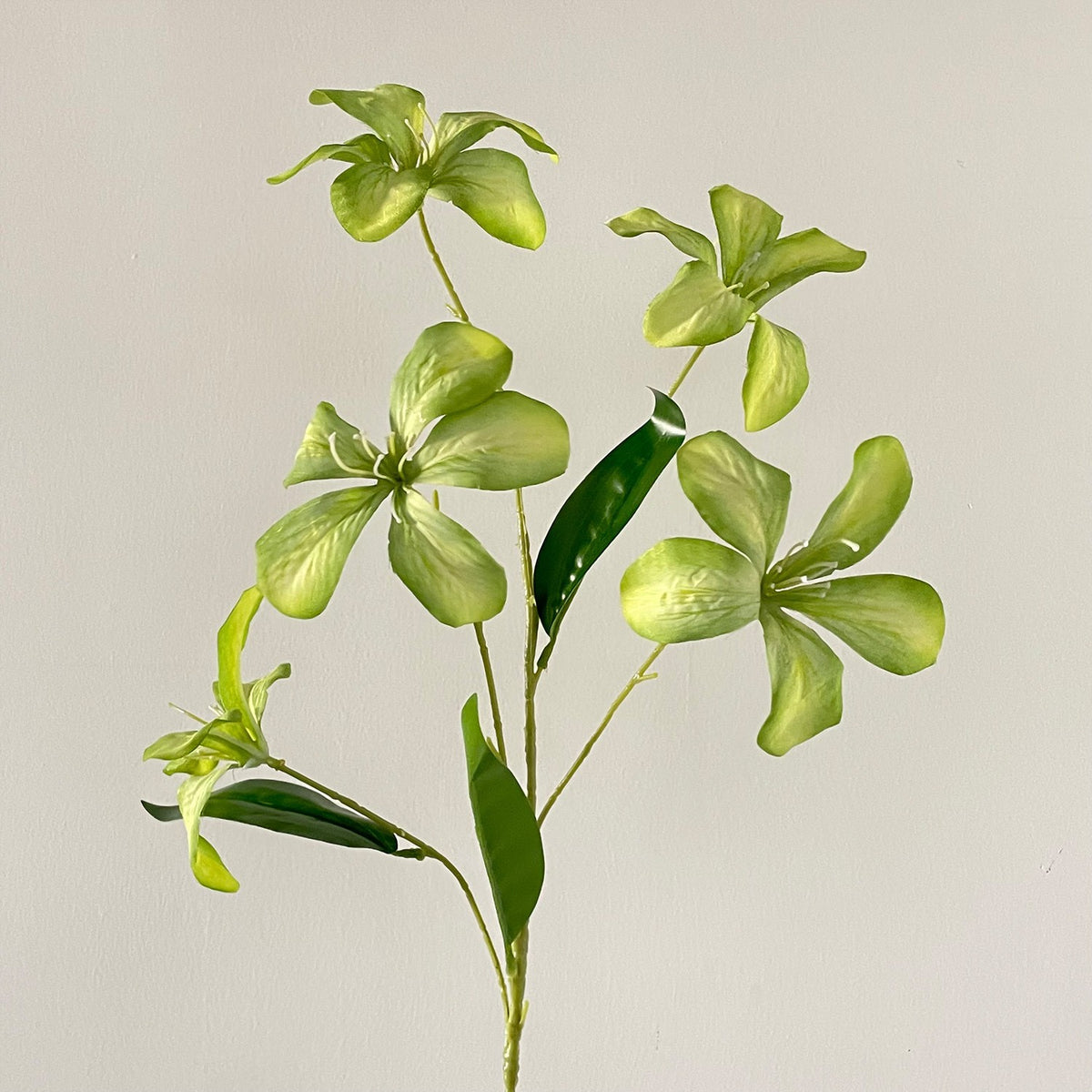 Decorative Plant