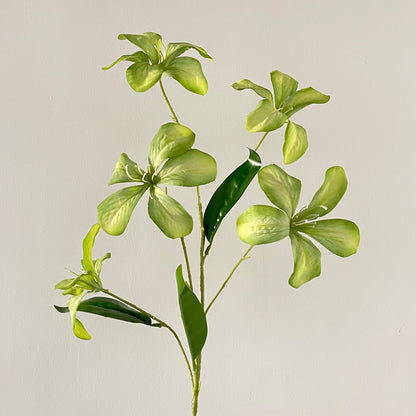Decorative Plant